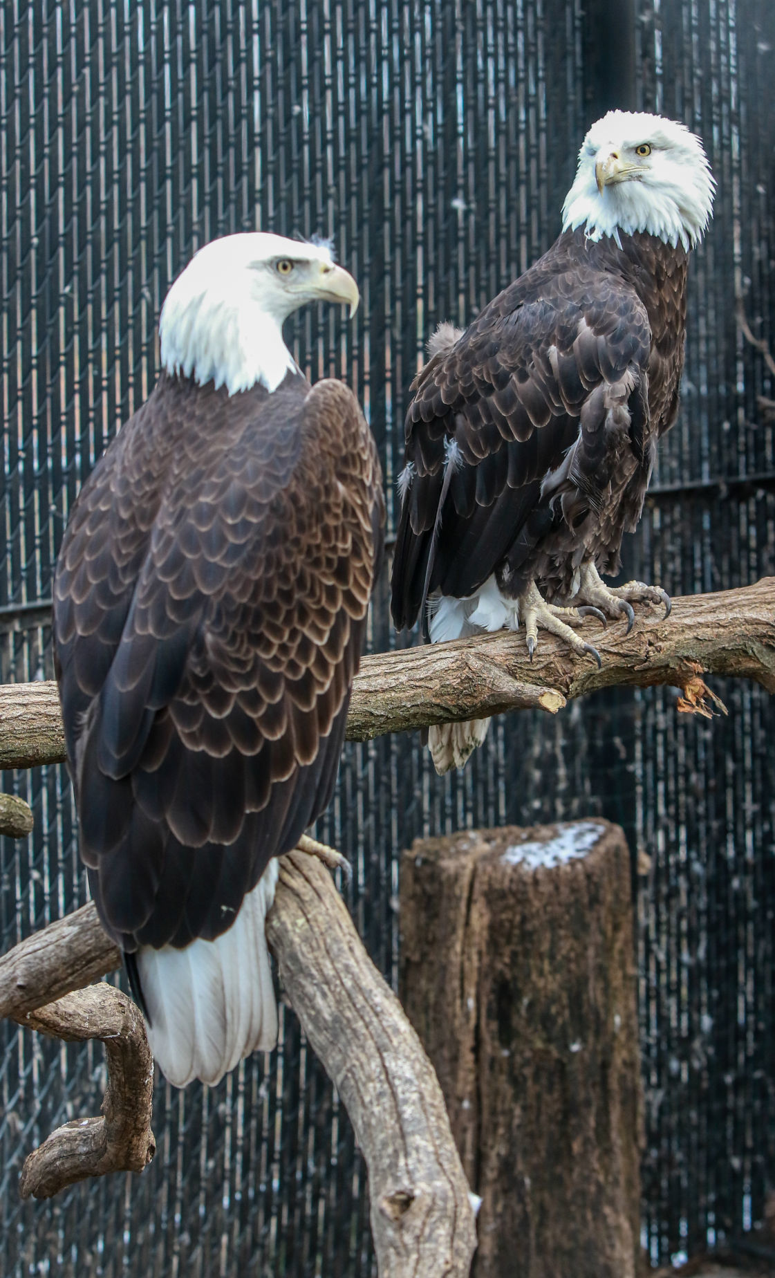 At 90, Washington Park Zoo undergoing facelift, resurrection